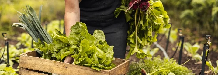 Person erntet Gemüse in einem Garten