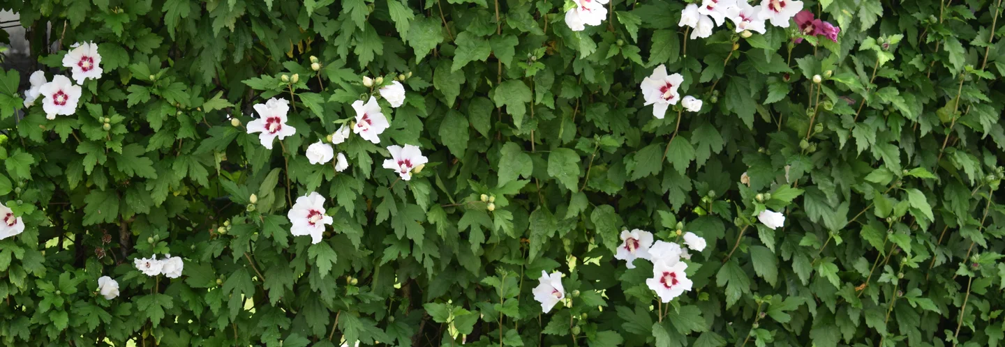 Blühende Hecke