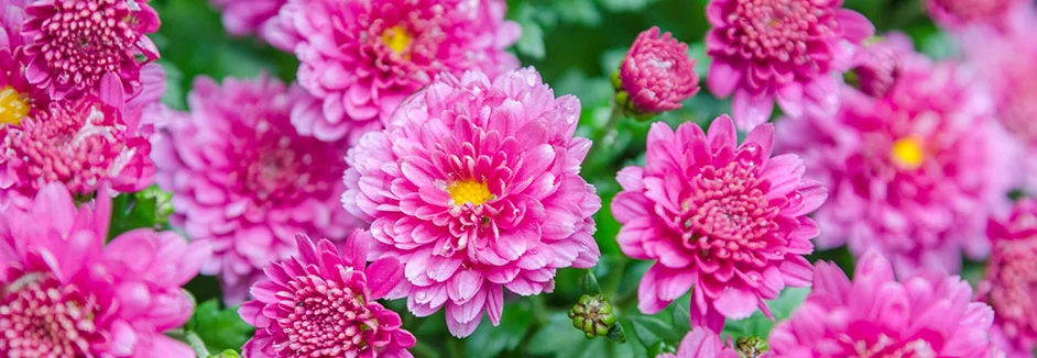 Rosafarbene Chrysanthemenblüten