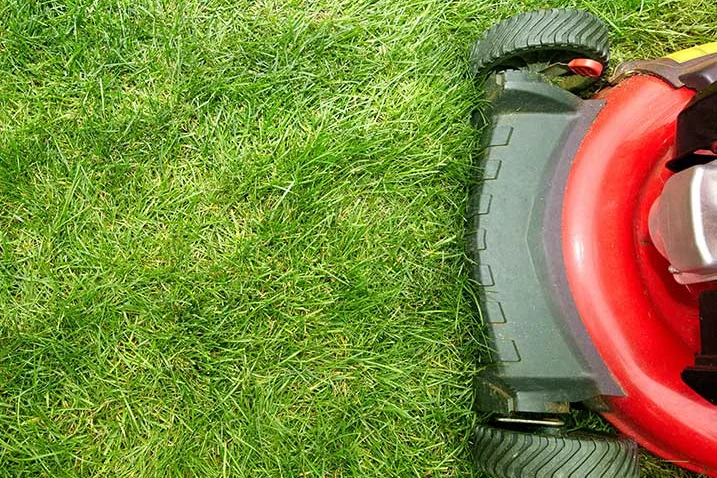 Rasenmäher im grünen Gras