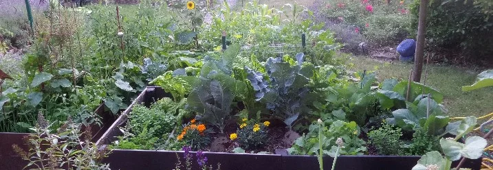 Gemüsebeete in einem Garten