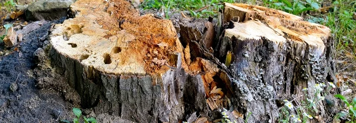 Ein alter, verrottender Baumstumpf auf einer Wiese.