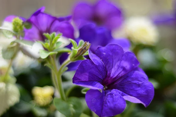 Nahaufnahme violetter Petunienblüten