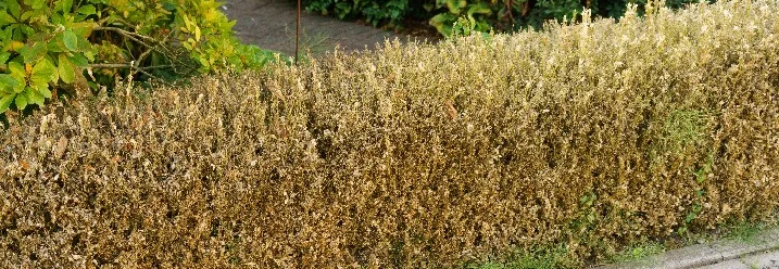 Verdorrte Hecke im Garten