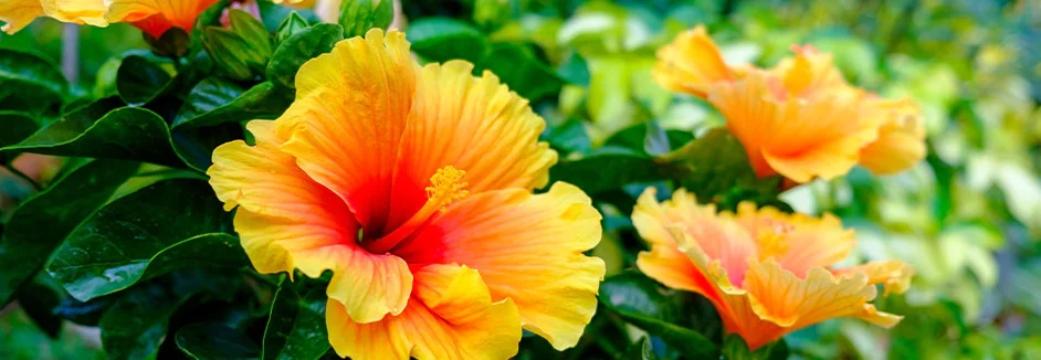Orangefarbene Hibiskusblüten