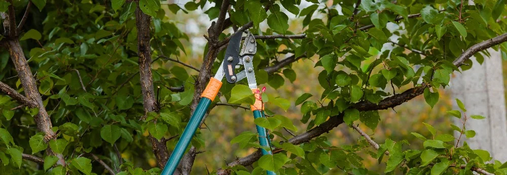 Astschere an Baum