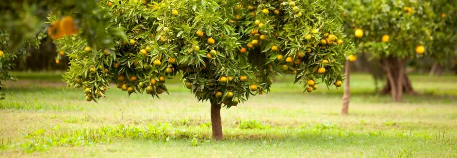 Orangenbäume in einer Plantage
