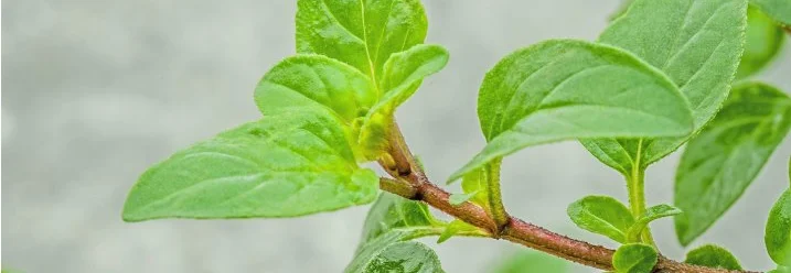 Frischer Oregano