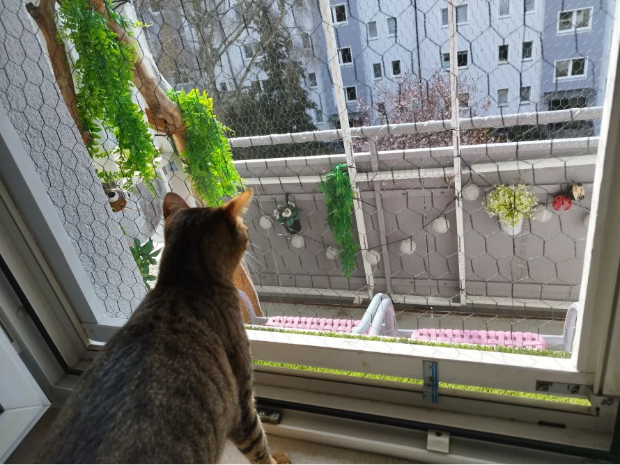 Katze schaut von Balkon auf Straße