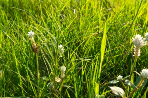 Wiese mit weißen Blüten
