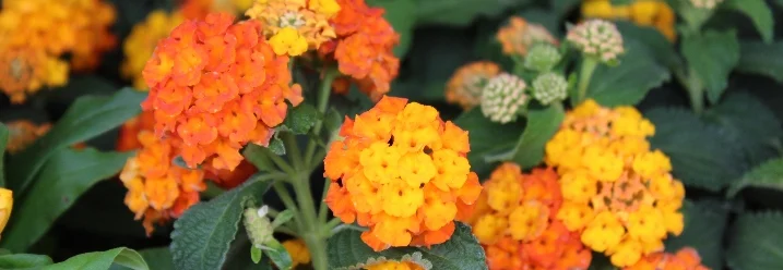 Orange und gelbe Blüten