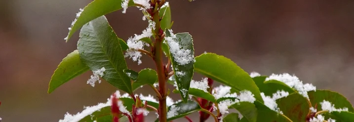 Schneebedeckte, grüne Blätter