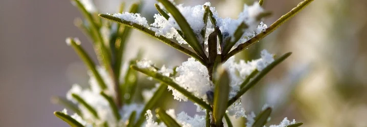 Rosmarinzweig mit Schnee bedeckt