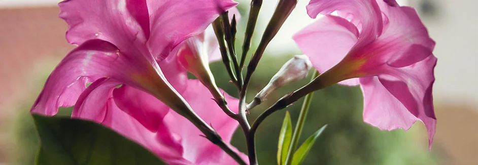 Nahaufnahme von rosa Blüten