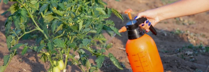 Hand besprüht Tomatenpflanze mit Sprühflasche