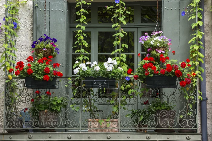 Blumen auf einem Balkon