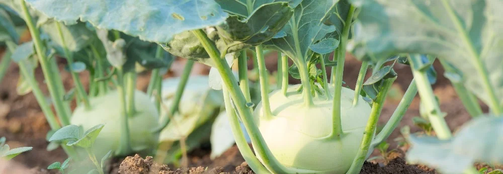 Kohlrabi auf einem Acker
