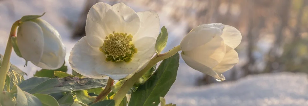 Weiße Christrosen im Schnee