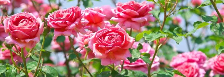 Rosa Rosenblüten an einem Rosenbusch