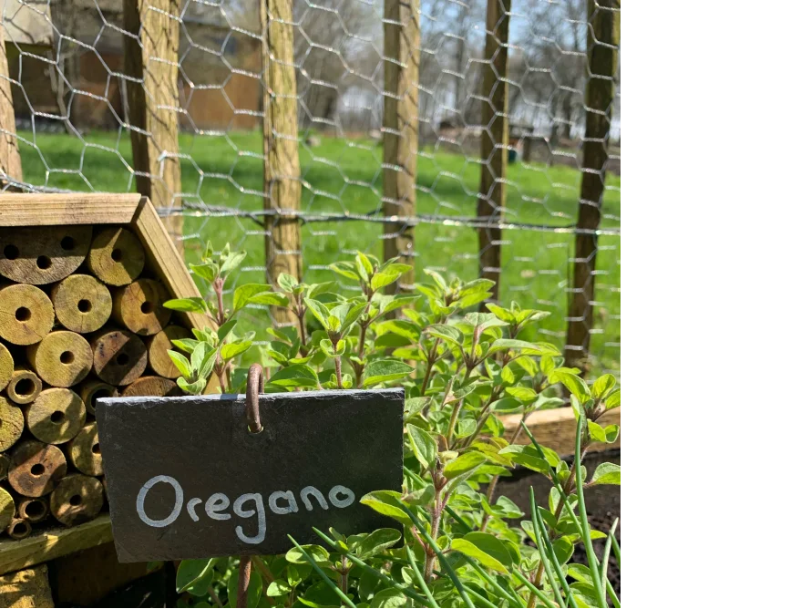 Oregano Pflanze mit Insektenhotel