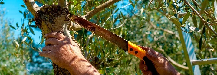 Person schneidet Olivenbaum mit Säge