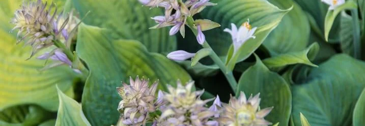 Lila Blüten an grünen Pflanzen