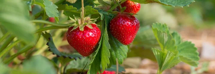 Reife Erdbeeren an einer Pflanze