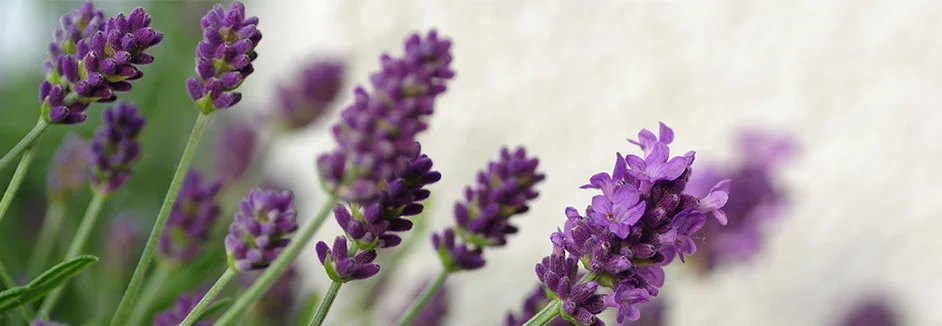 Lila Lavendelblüten