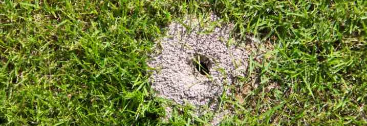 Ameisenhaufen im Rasen