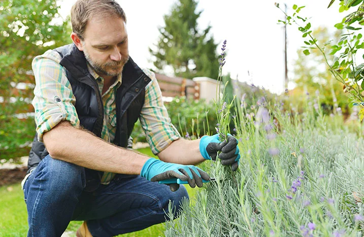 Person schneidet Lavendel mit Gartenschere
