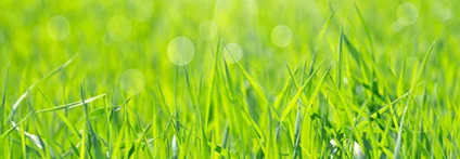 Sonnenbeschienenes grünes Gras