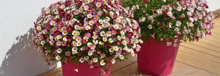 Zwei pinke Blumentöpfe mit Gänseblümchen
