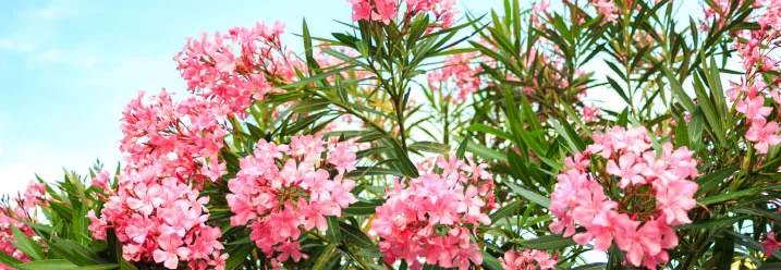 Blühender Oleander vor blauem Himmel