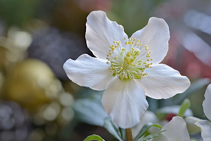 Nahaufnahme einer weißen Christrose