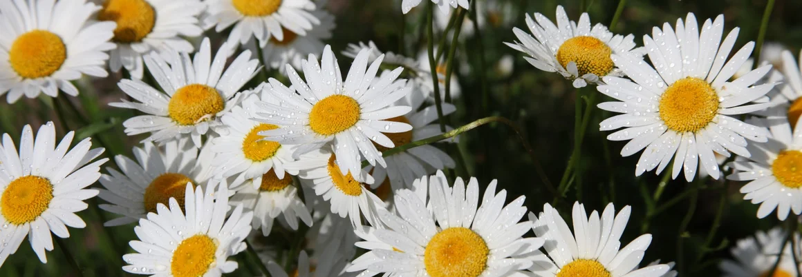 Wiese voller weißer Gänseblümchen