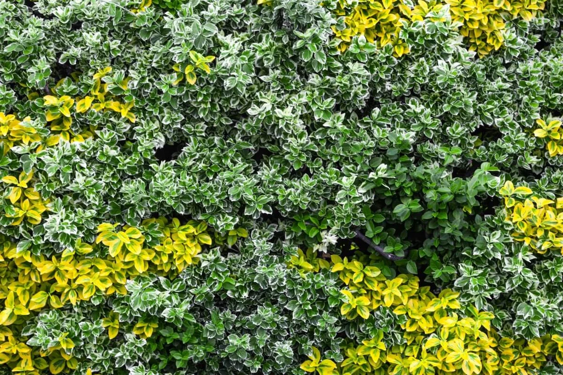 Bunte Blätterhecke