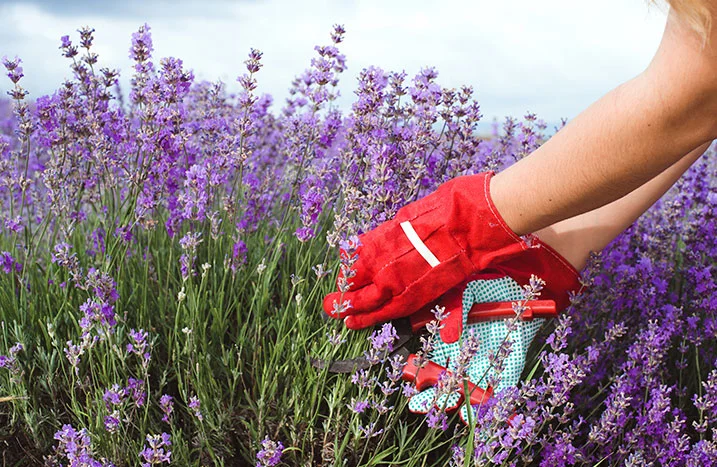 Person erntet Lavendel mit Gartenschere