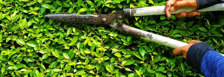 Hecke mit Heckenschere schneiden