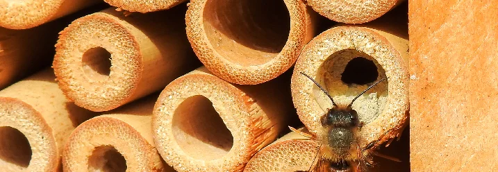 Biene an Insektenhotel