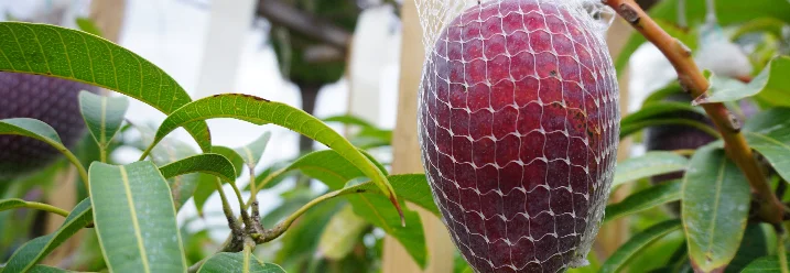 Reife Mango mit Netz geschützt