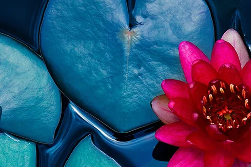 Rote Seerose auf Wasser