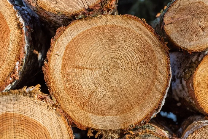 Stapel frisch geschnittener Baumstämme