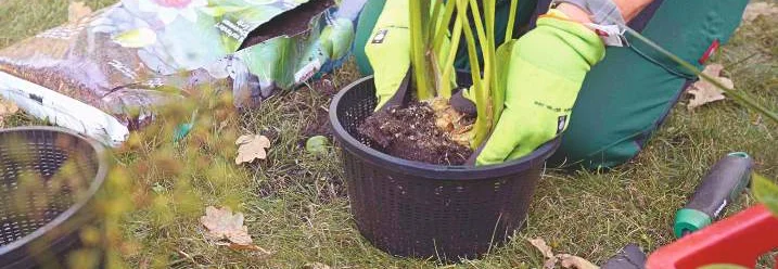 Person pflanzt Blume in Topf