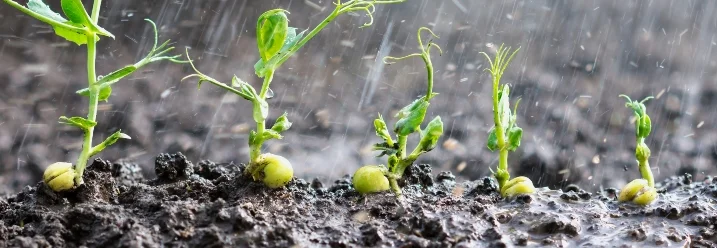 Keimlinge im Regen