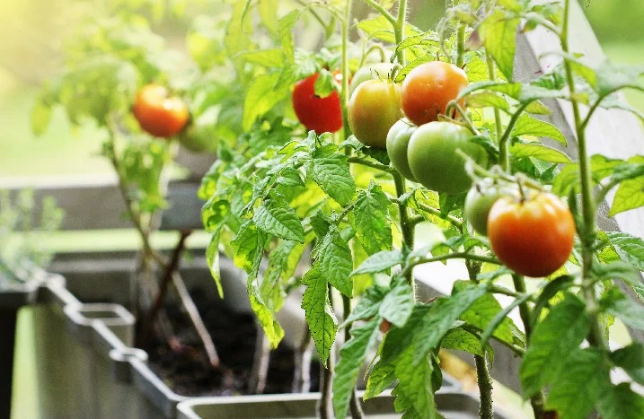Tomatenpflanzen mit grünen und roten Tomaten