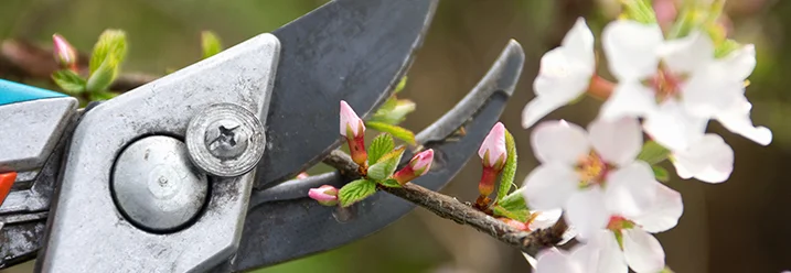 Gartenschere schneidet Blütenzweig