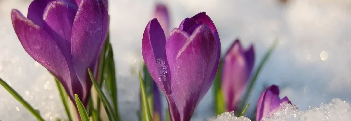 Lila Krokusse sprießen aus dem Schnee