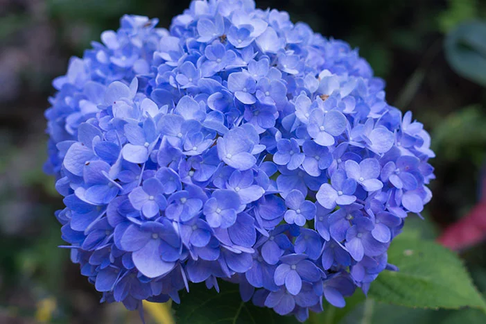 Blaue Hortensie