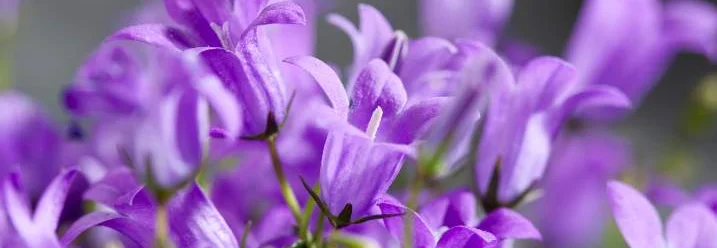 Lila Glockenblumen