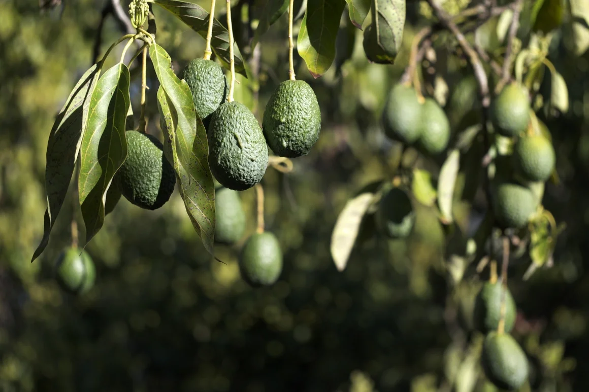 Avocados am Baum
